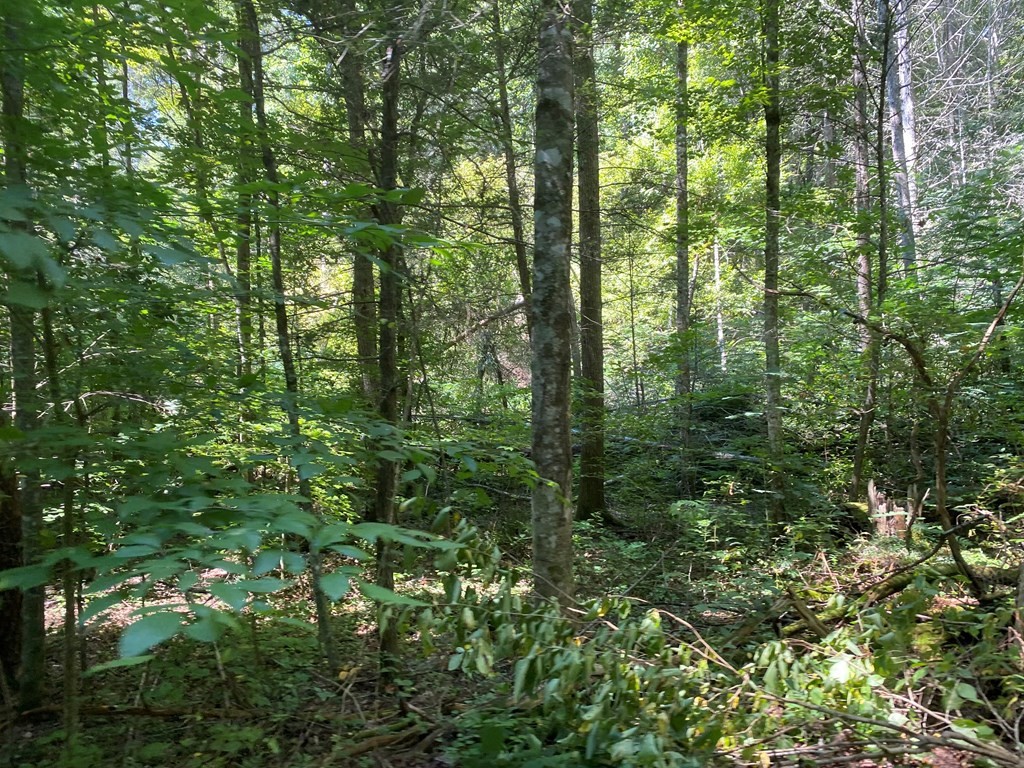 1882 Obes Branch Road Sevierville, TN 37876 - Photo 5 of 11