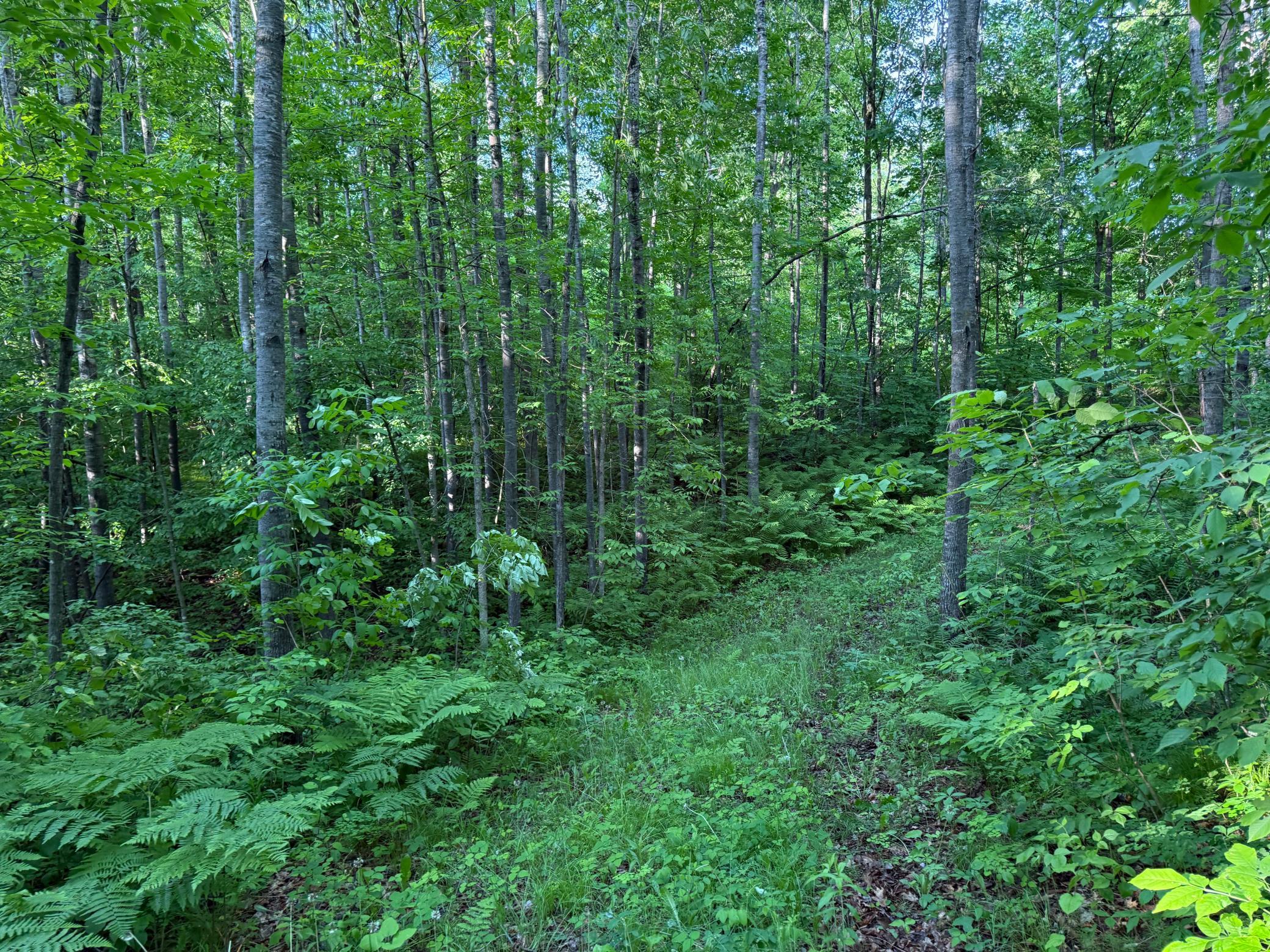 Tbd Shady Lane Trego, WI 54888 - Photo 6 of 26