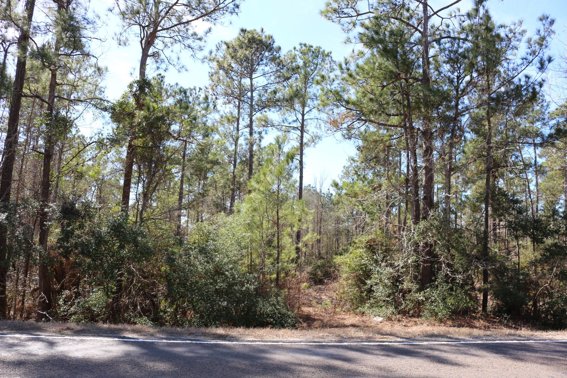11-2 North Hanson Road Onalaska, TX 77360 - Photo 11 of 48 a view of a yard with plants and trees