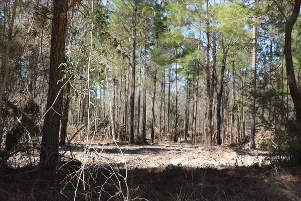 a view of a yard with trees