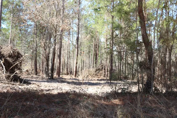 a view of a forest with trees in the background