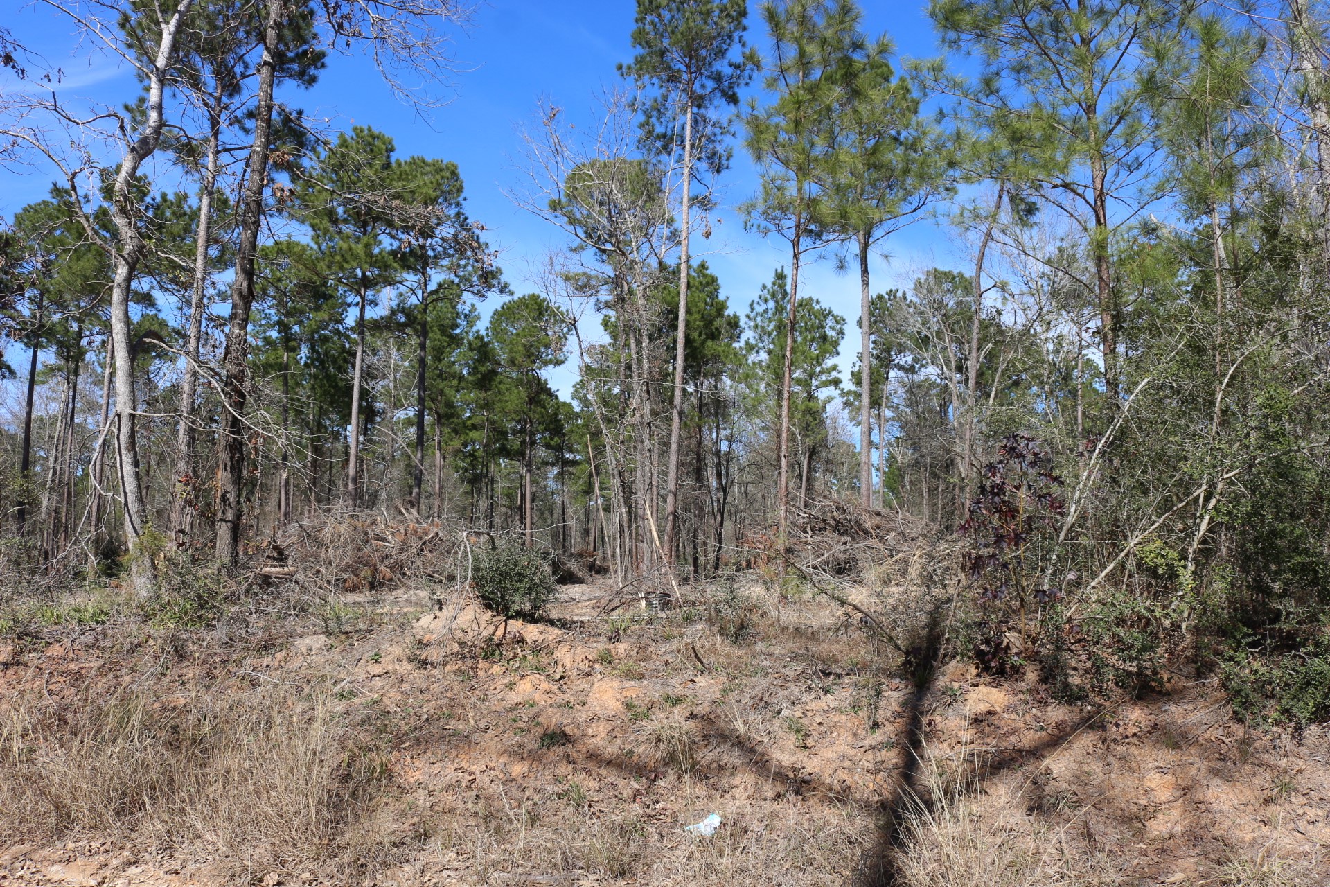 11-2 North Hanson Road Onalaska, TX 77360 - Photo 24 of 48 a view of a forest with trees