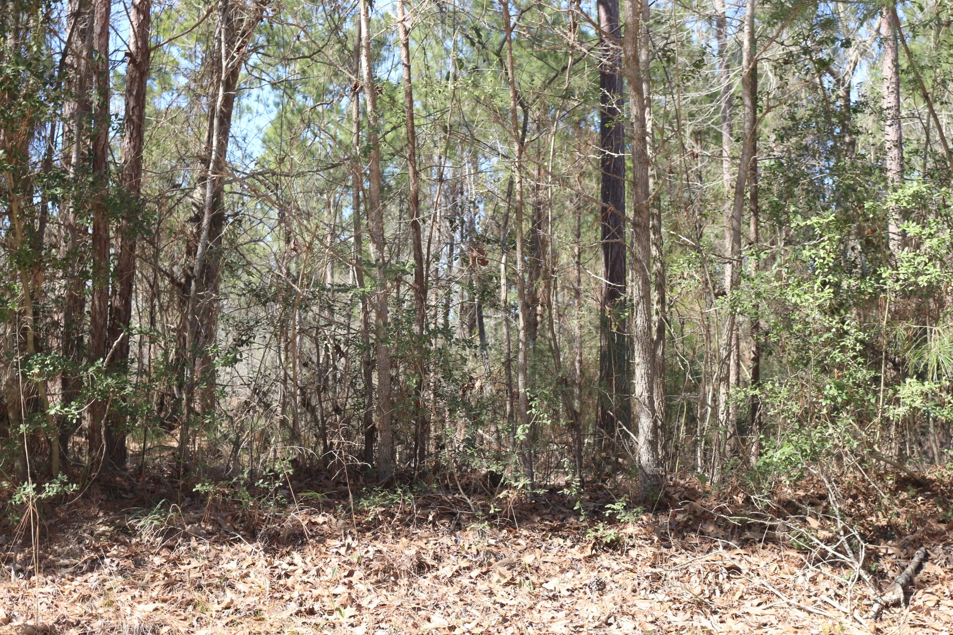 11-2 North Hanson Road Onalaska, TX 77360 - Photo 27 of 48 a view of outdoor space and a yard