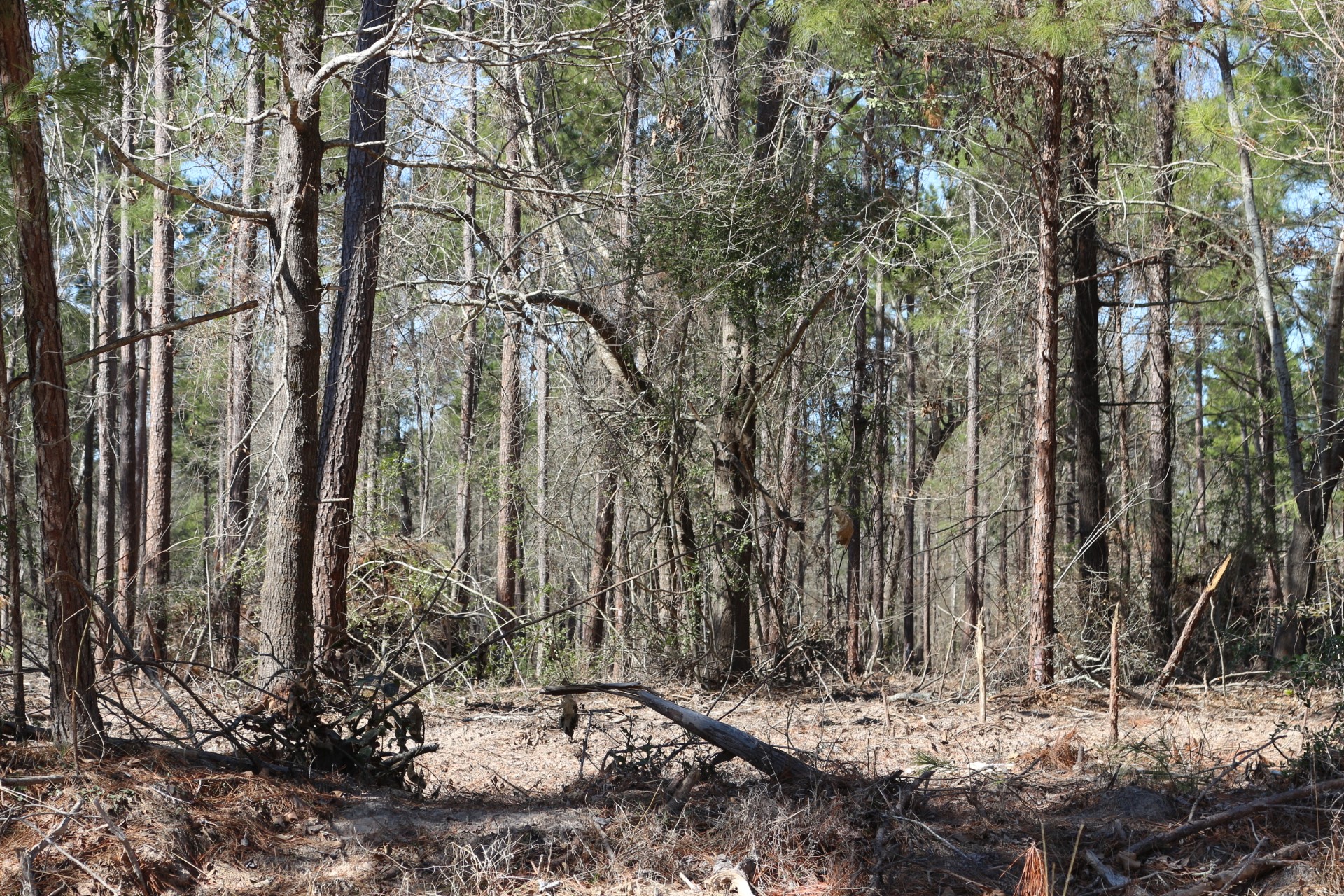 11-2 North Hanson Road Onalaska, TX 77360 - Photo 29 of 48 a view of a yard with trees