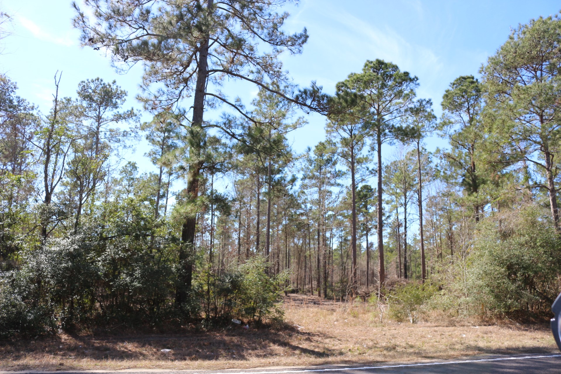 11-2 North Hanson Road Onalaska, TX 77360 - Photo 4 of 48 a view of outdoor space and trees