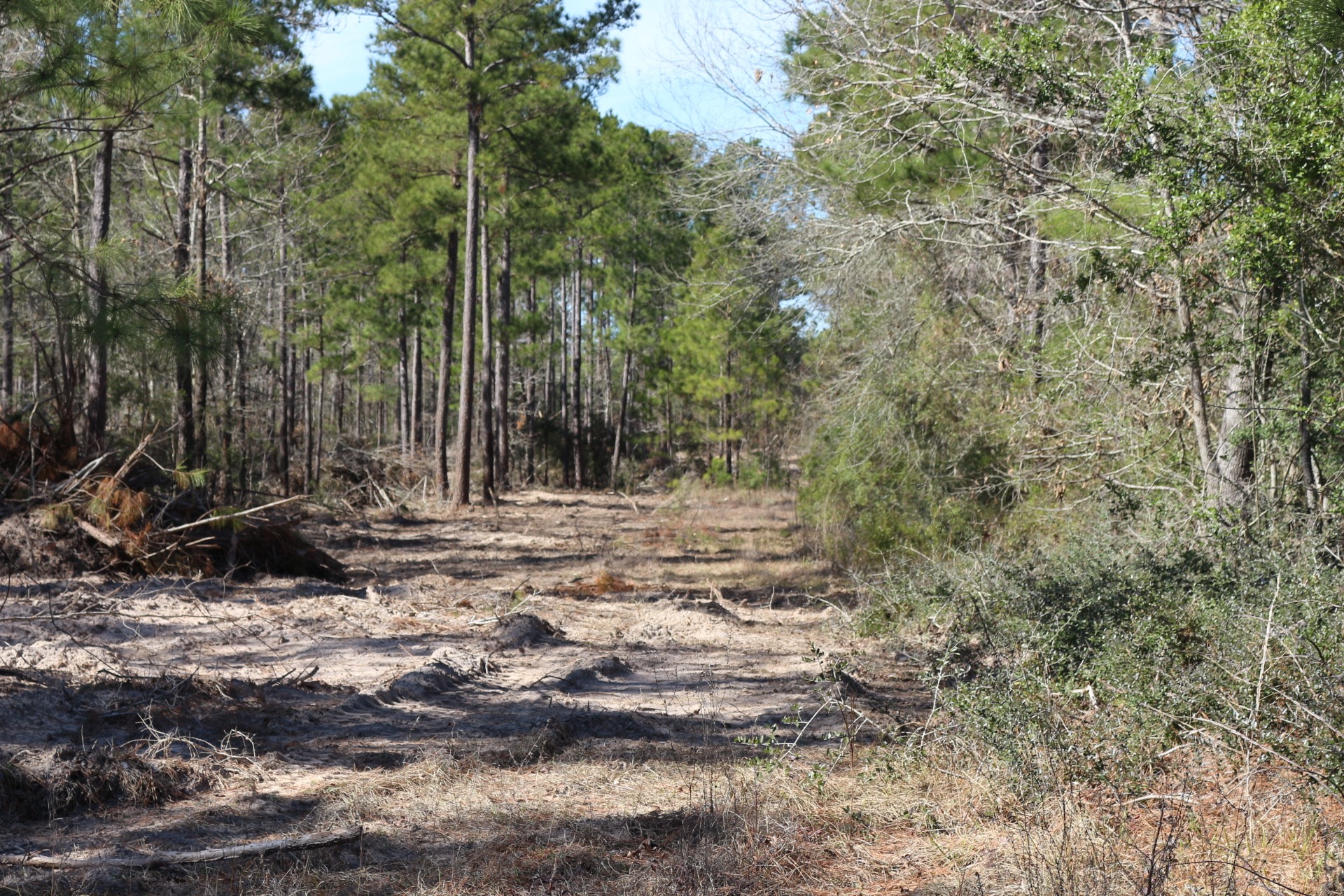 11-2 North Hanson Road Onalaska, TX 77360 - Photo 45 of 48 a view of outdoor space with trees