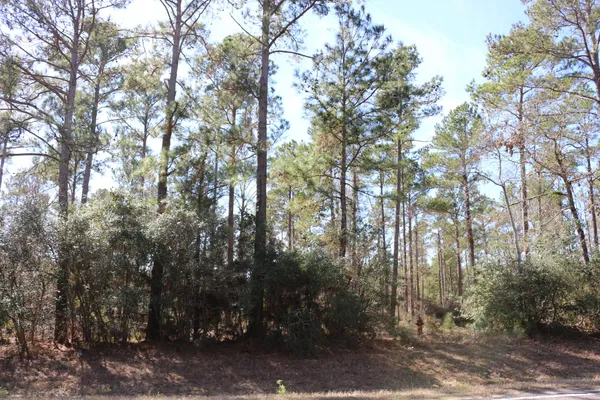 a view of forest