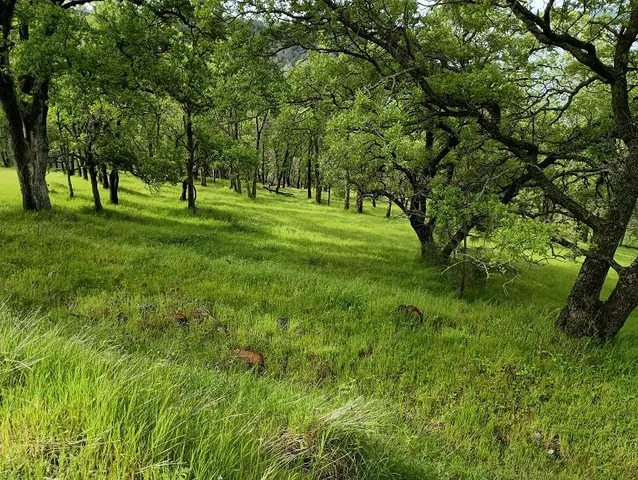 a view of a backyard with large trees