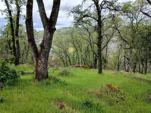 a green field with lots of trees