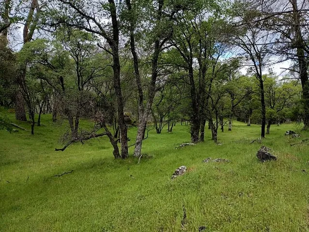 a huge green field with lots of trees
