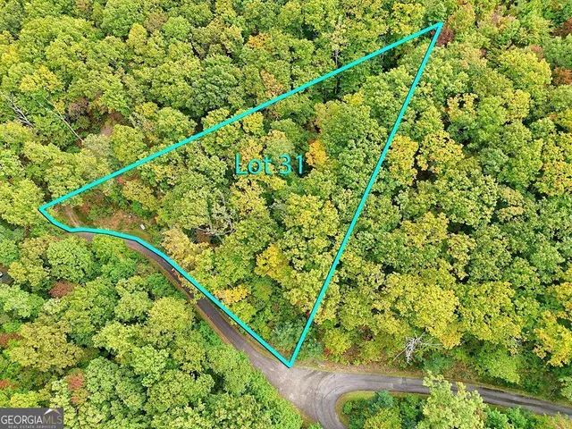 a view of a lush green forest with a tree