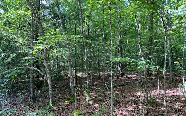 2 Two Cedars Road Morganton, GA 30560 - Photo 3 of 4 Additional View
