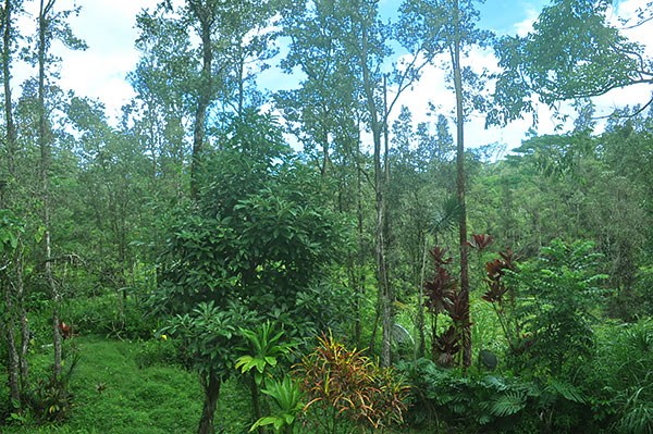 14-3605 Forest Road Pahoa, HI 96778 - Photo 13 of 25 Gallery Image 13