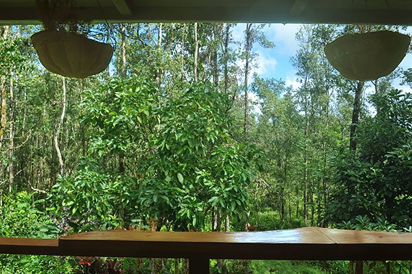 14-3605 Forest Road Pahoa, HI 96778 - Photo 6 of 25 Gallery Image 6