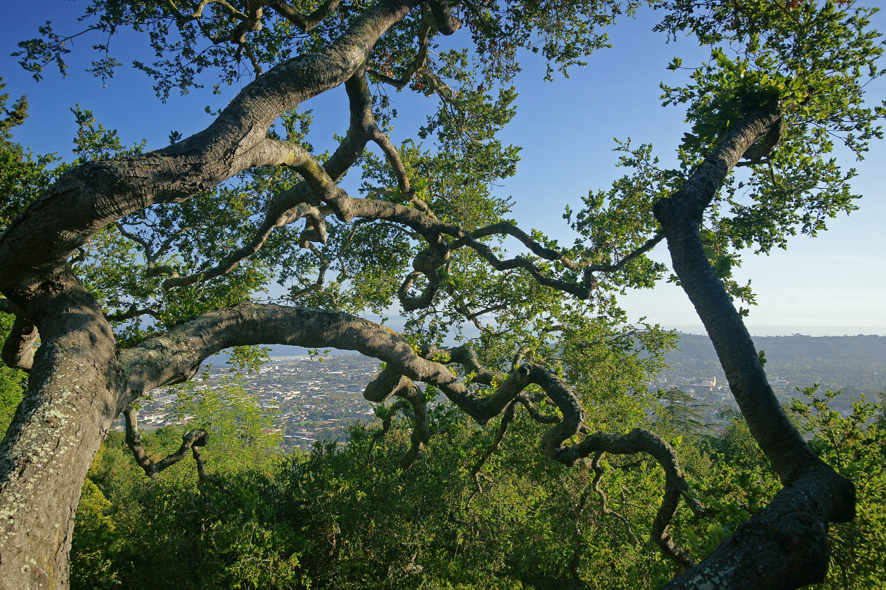 1500 Franceschi Road Santa Barbara, CA 93103 - Photo 16 of 18 a backyard of a house with lots of green space