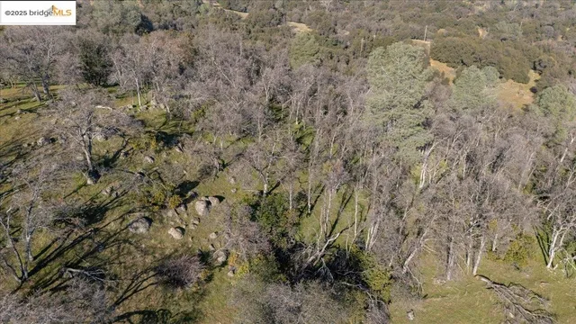 a view of a forest with a tree