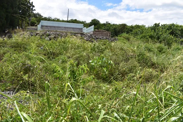 a view of a lush green forest with lots of trees