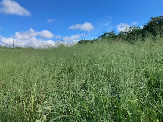a view of a lake with a yard