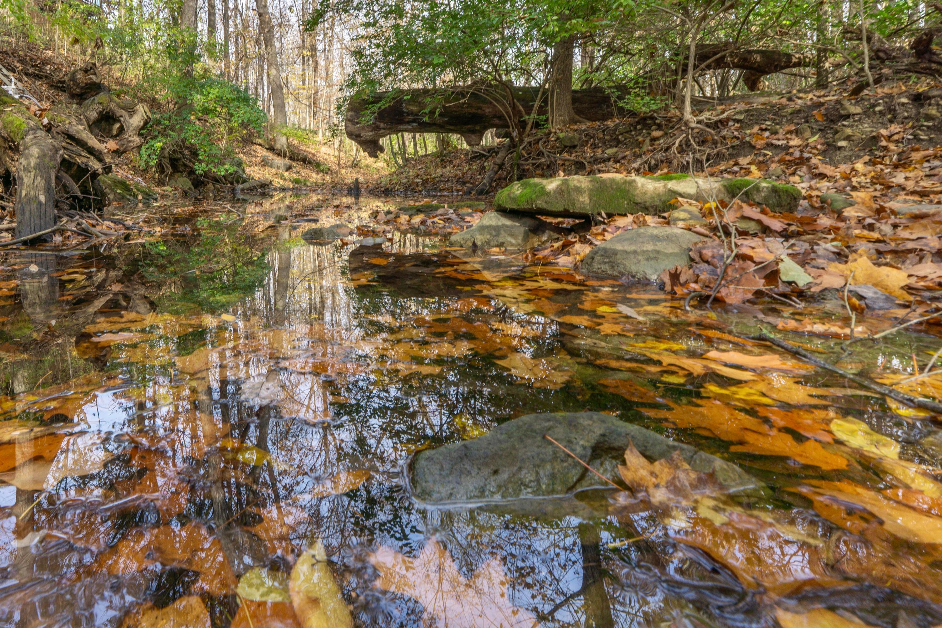 3880 Fry Road Ostrander, OH 43061 - Photo 62 of 82 Streambed below the ravine. A great place for fossil hunting!