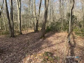 a view of a forest with trees