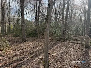 a view of a forest with trees
