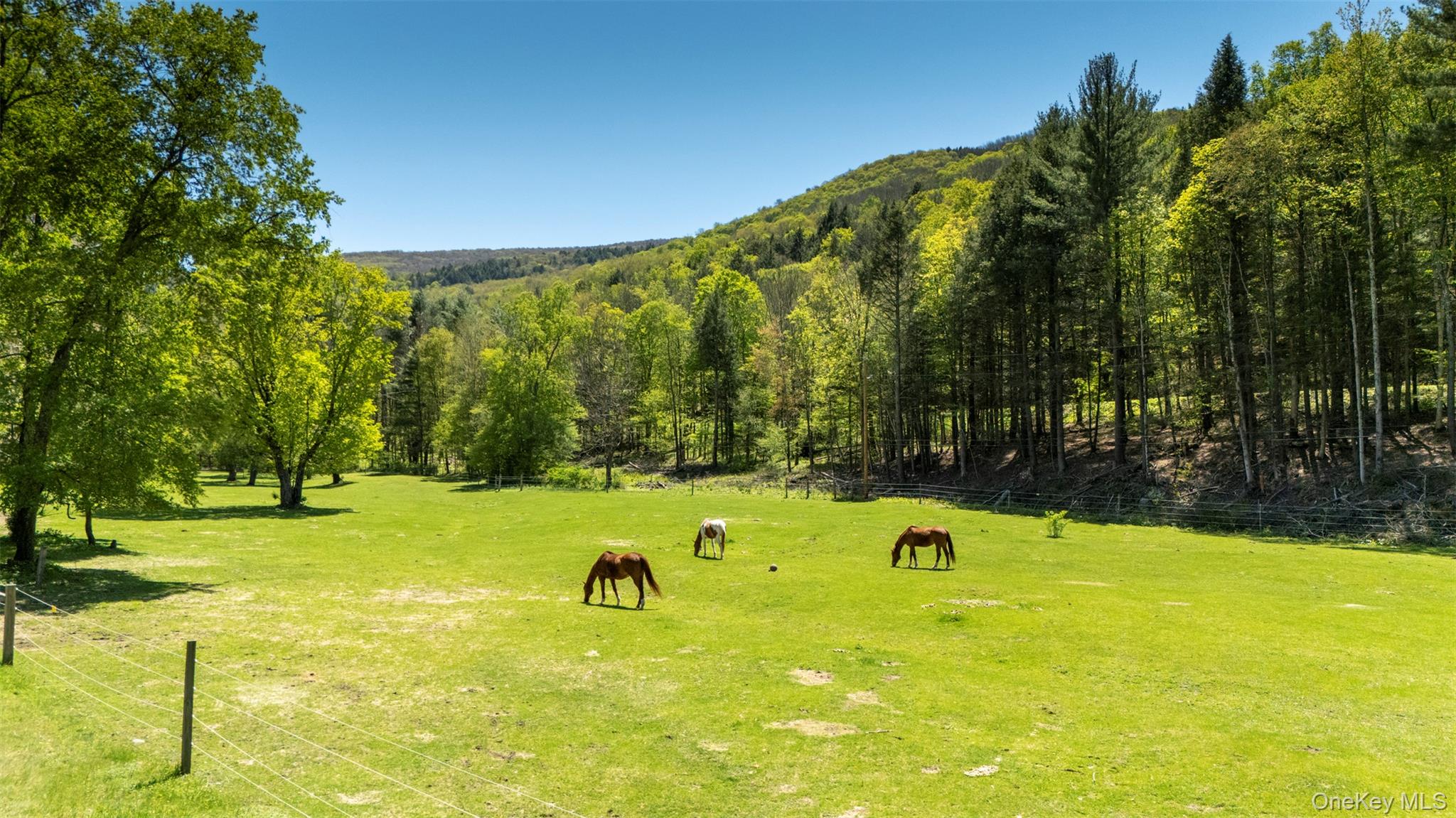390 Erpf Road Arkville, NY 12406 - Photo 33 of 50 Horse pasture