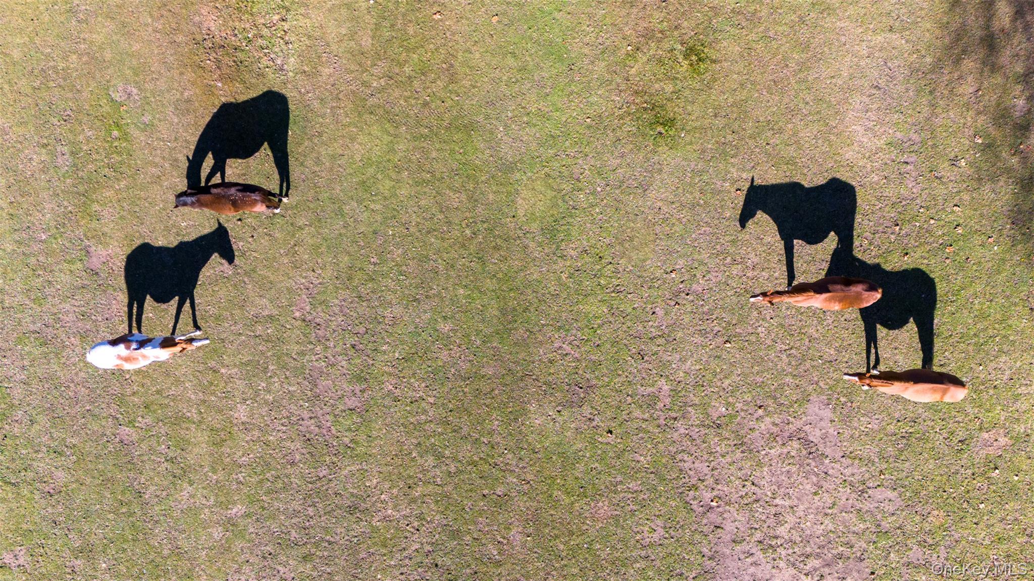 390 Erpf Road Arkville, NY 12406 - Photo 34 of 50 Pasture