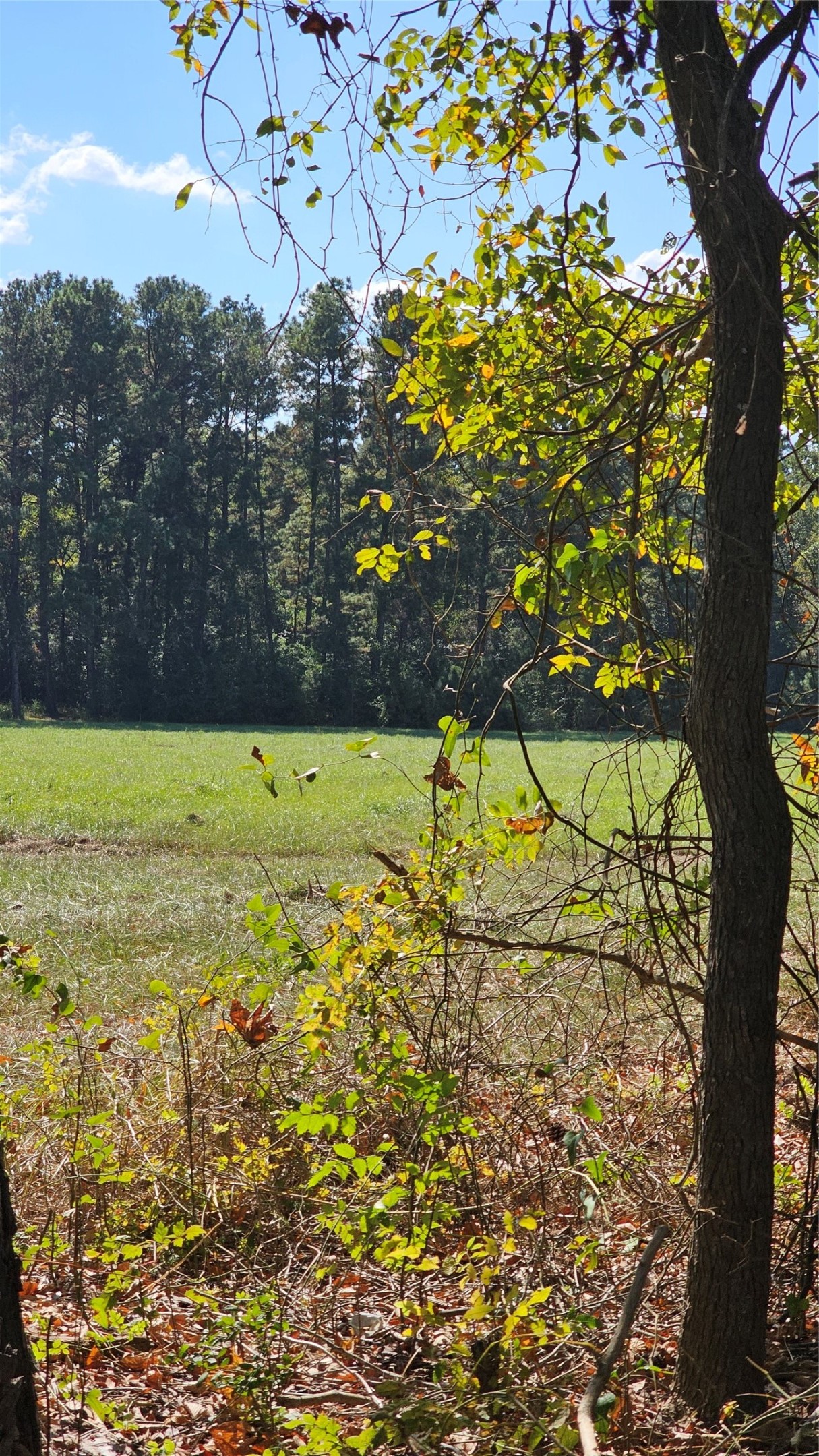 Tbd Hawthorne Road North New Waverly, TX 77358 - Photo 2 of 6 a view of a yard with an outdoor space