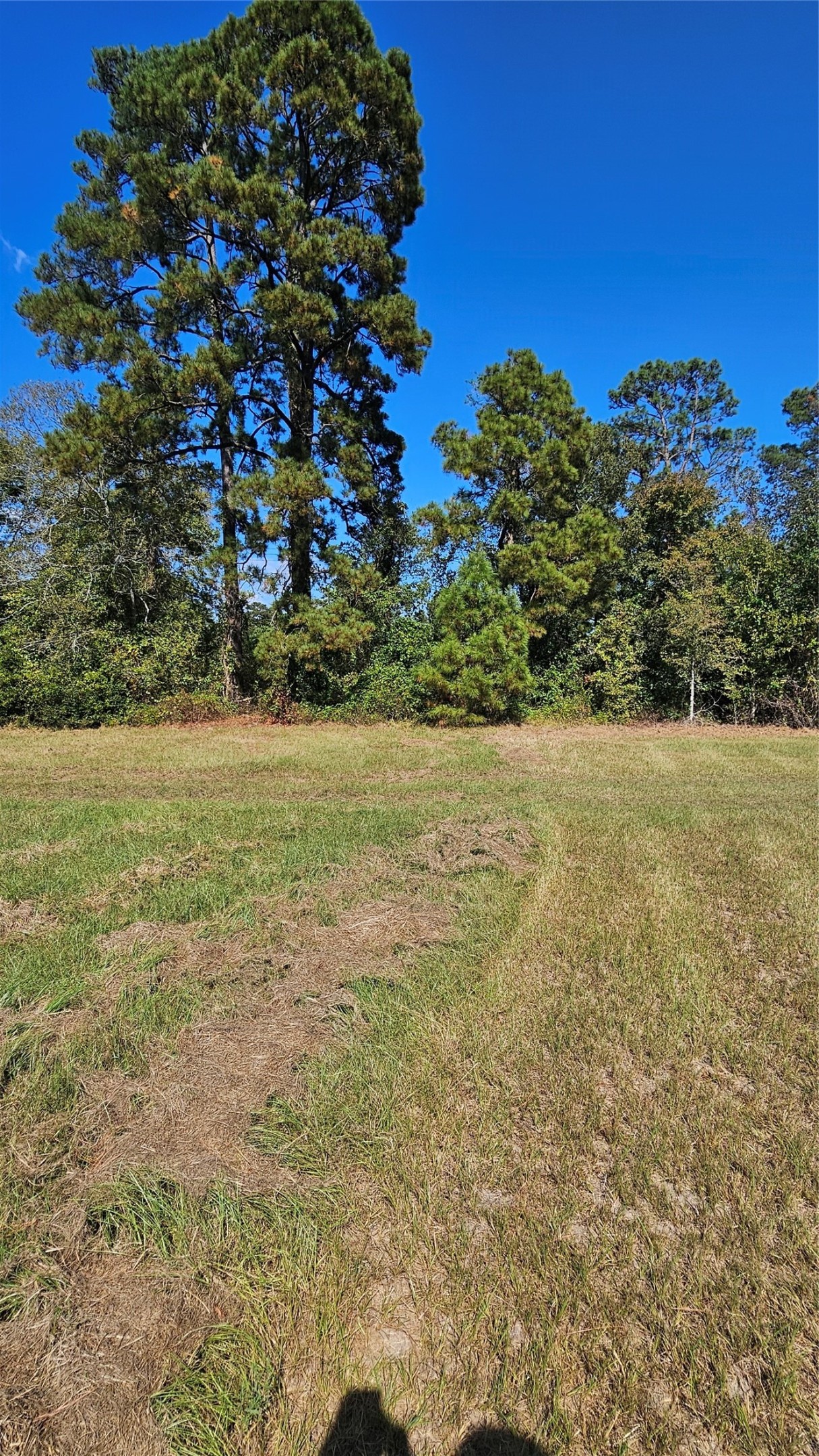 Tbd Hawthorne Road North New Waverly, TX 77358 - Photo 3 of 6 a view of a field with an tree