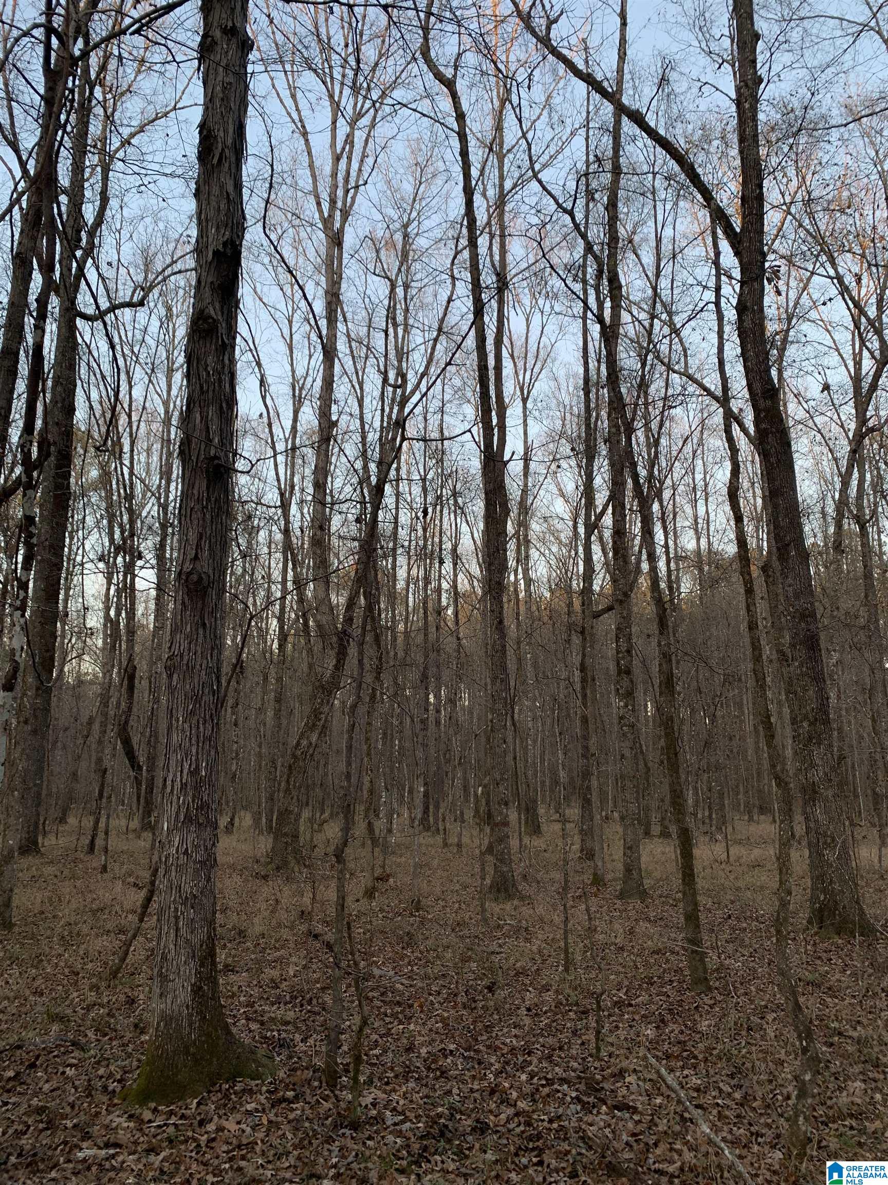 156 County Road Jemison, AL 35085 - Photo 7 of 14