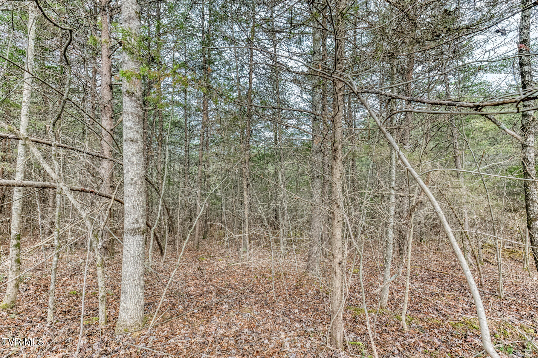 105 Eastern Star Road Kingsport, TN 37663 - Photo 38 of 45 105 Eastern Star Rd-38
