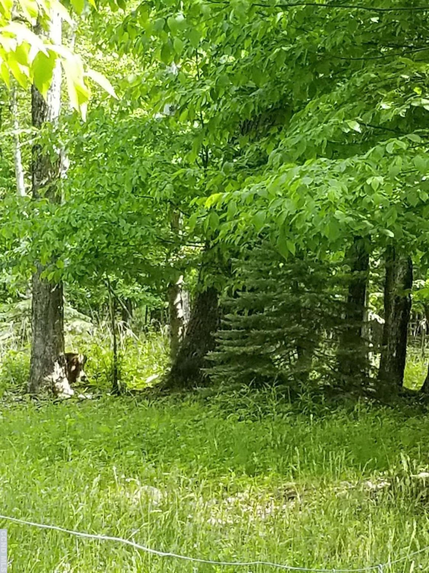 0 Zinno Road Windham, NY 12496 - Photo 12 of 13 Photo 12