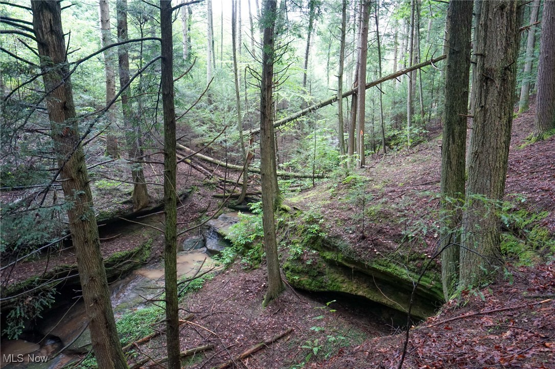 Meacham Road Ray, OH 45672 - Photo 16 of 31 View of woods