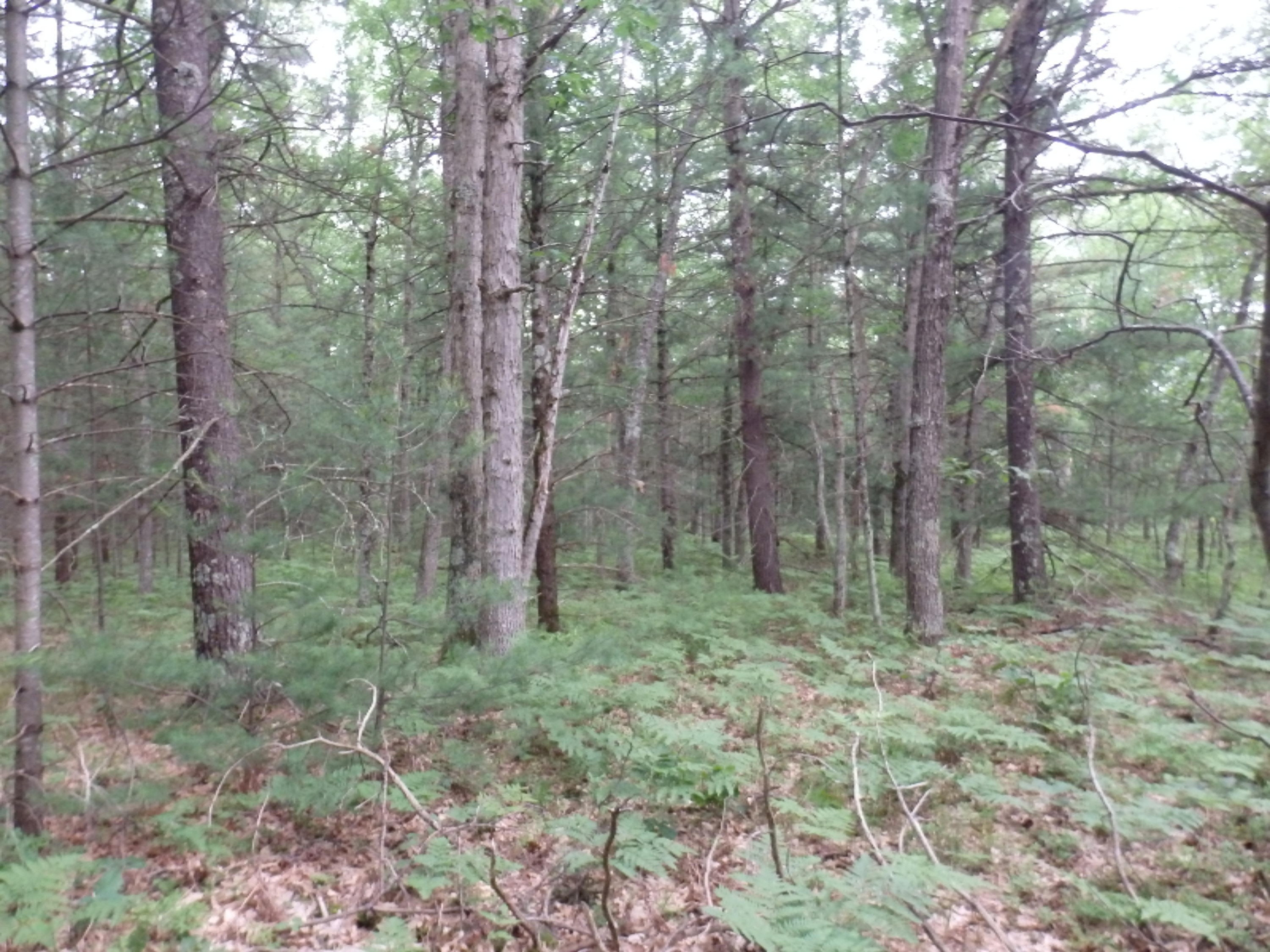North Kettle Hole Road Manistee, MI 49660 - Photo 12 of 14 P7011612
