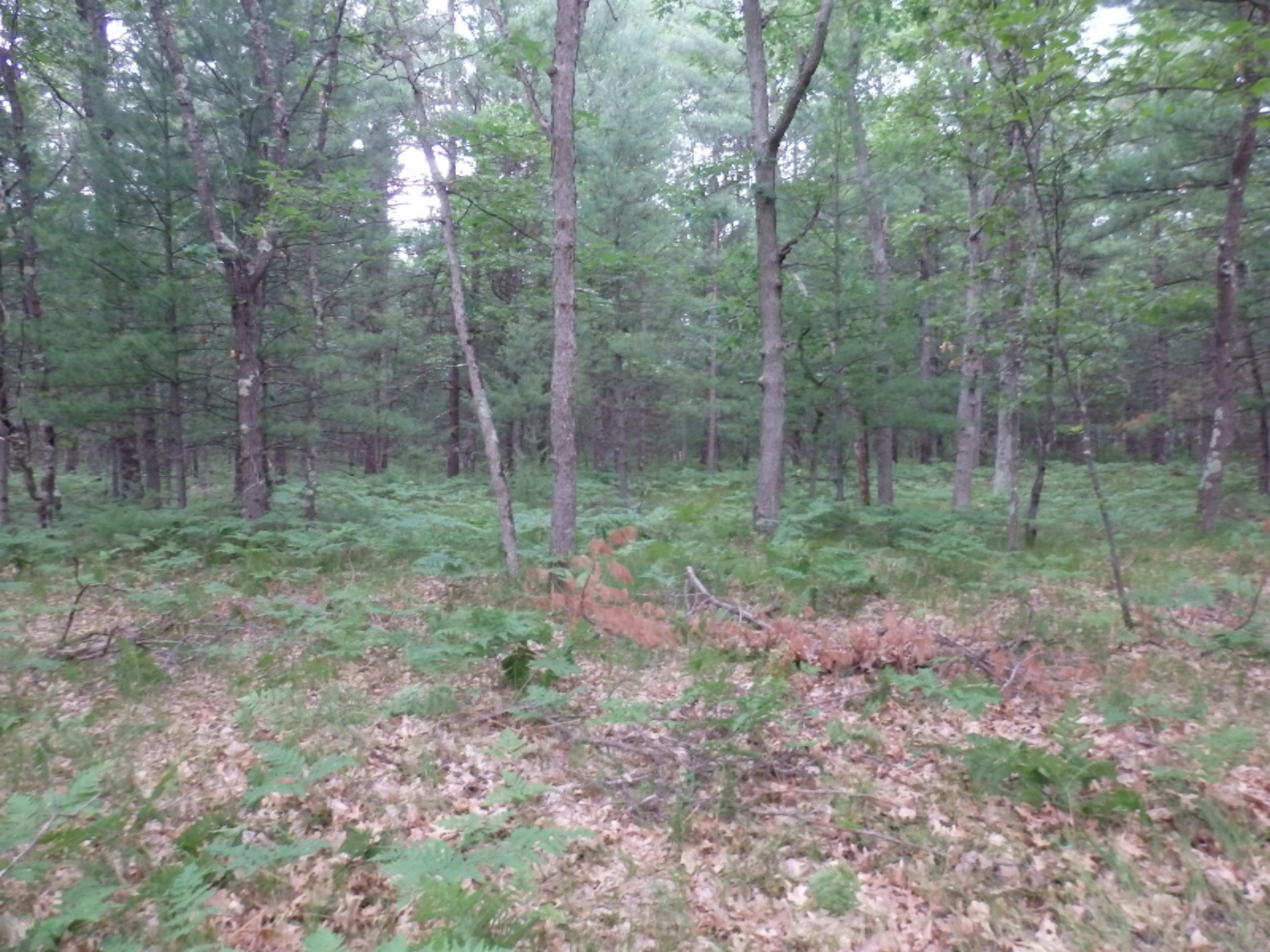 North Kettle Hole Road Manistee, MI 49660 - Photo 6 of 14 P7011605