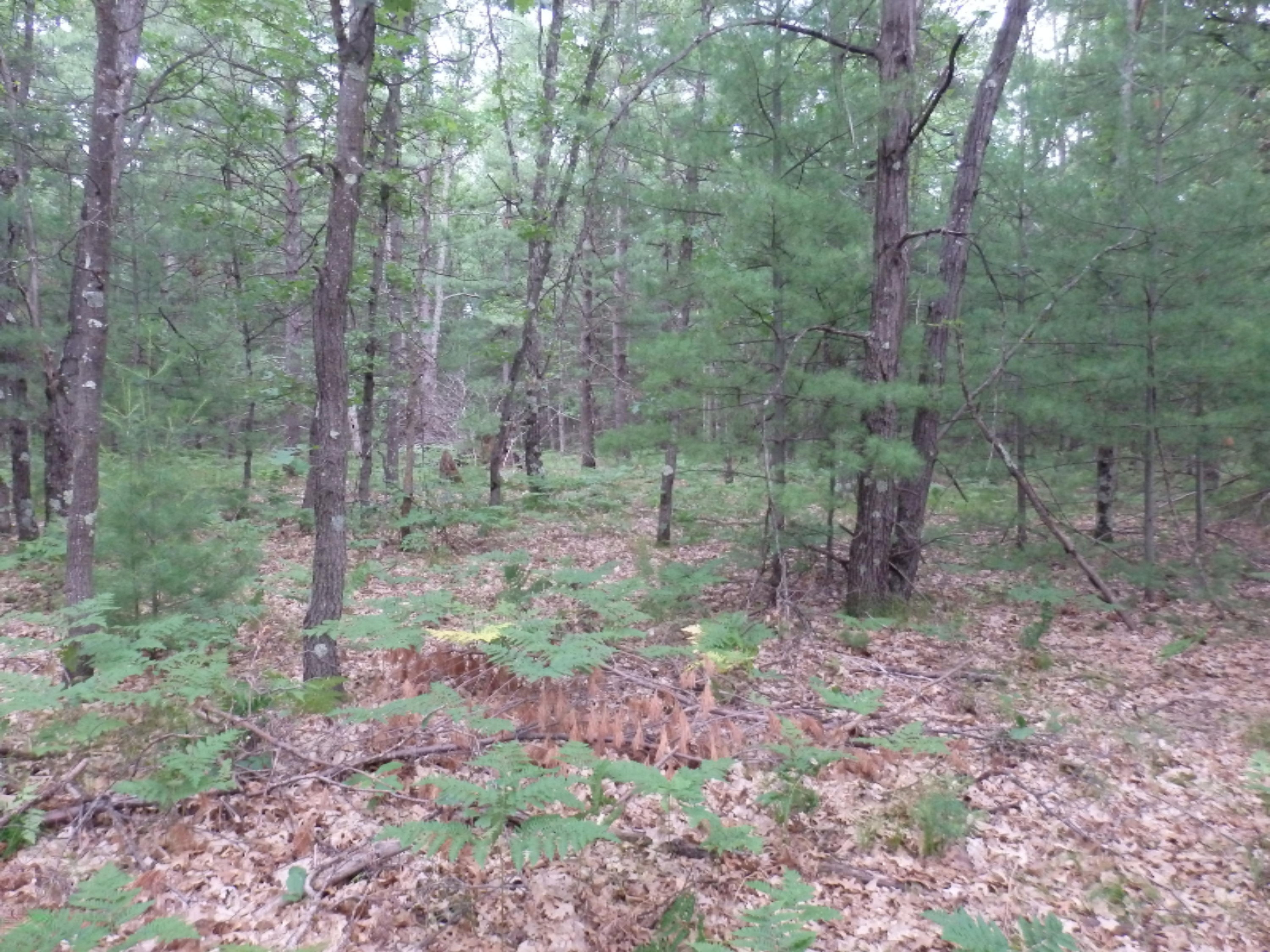 North Kettle Hole Road Manistee, MI 49660 - Photo 8 of 14 P7011607
