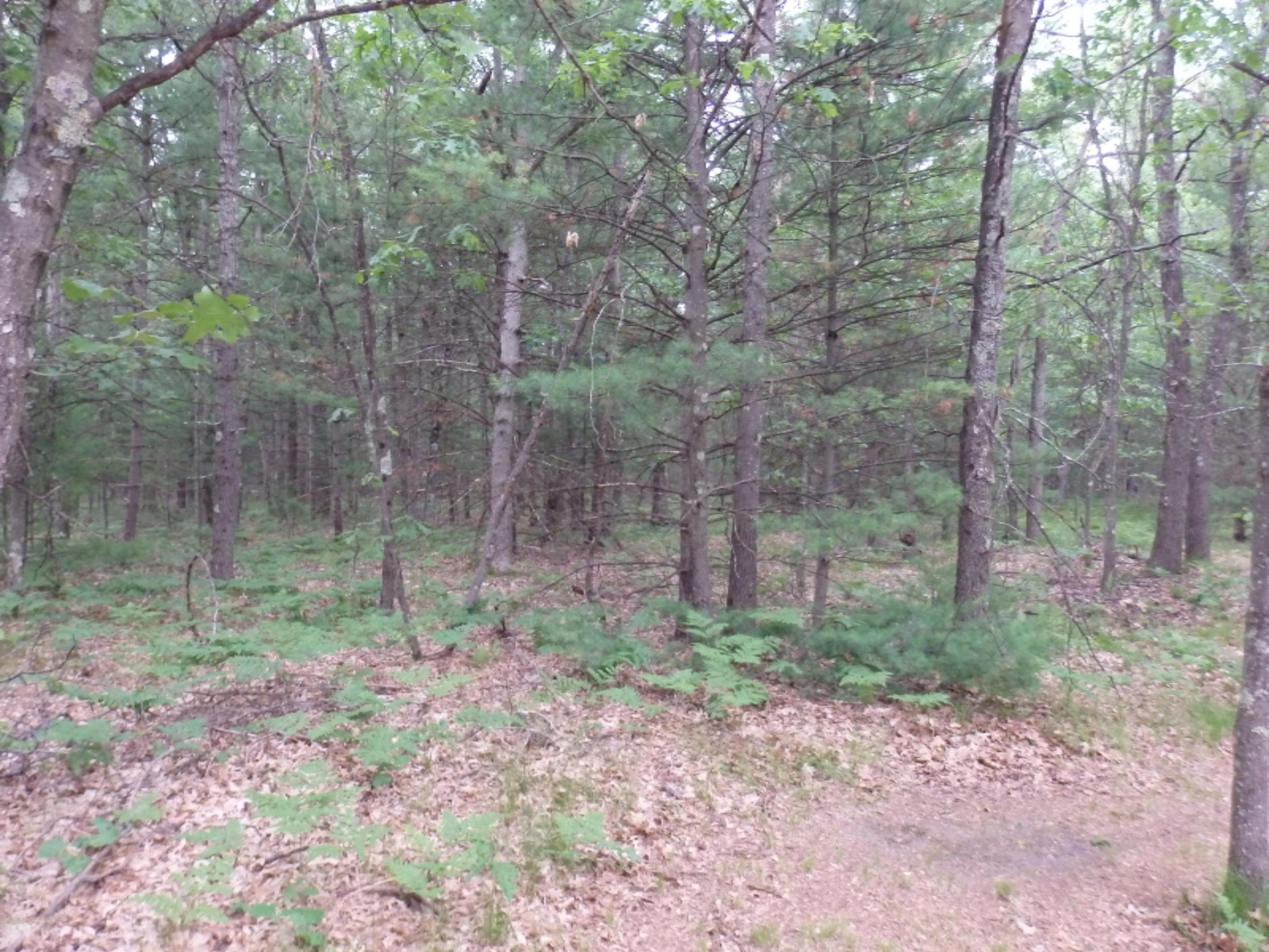North Kettle Hole Road Manistee, MI 49660 - Photo 10 of 14 P7011609