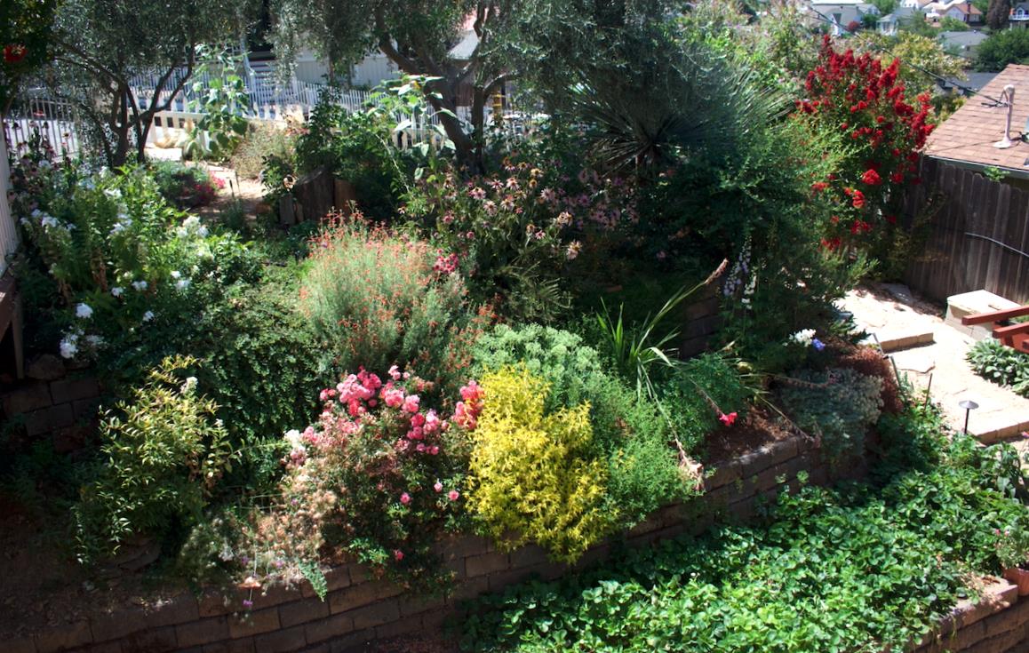 126 Center Street Jackson, CA 95642 - Photo 13 of 82 a view of a flower in a garden