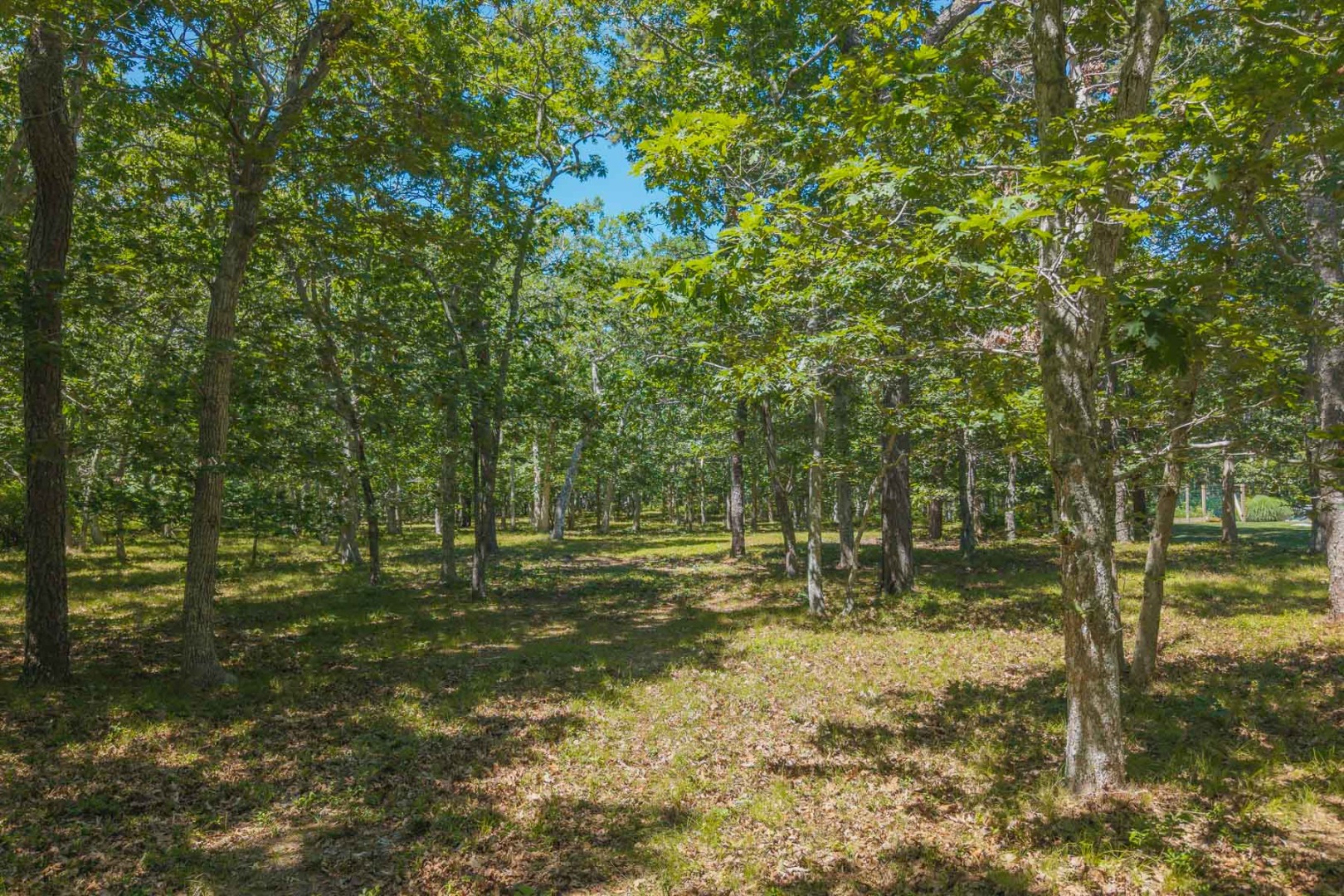 4 Wilsons Lane Edgartown, MA 02539 - Photo 12 of 17 a backyard of a house with lots of green space