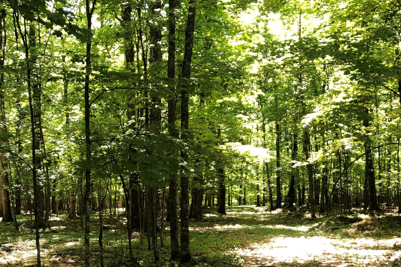 Lot 20 Connors Road Three Lakes, WI 54562 - Photo 2 of 20 Gallery Image 2