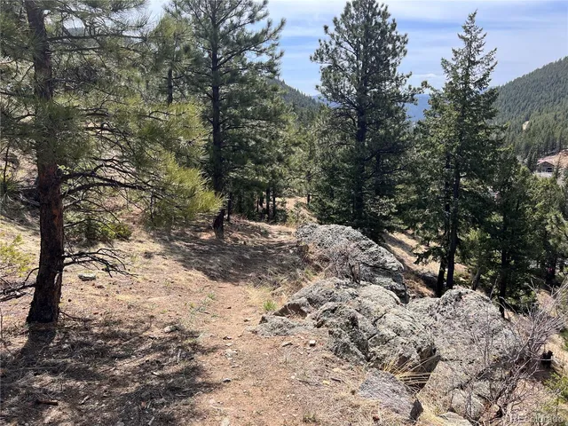 a view of a forest with trees