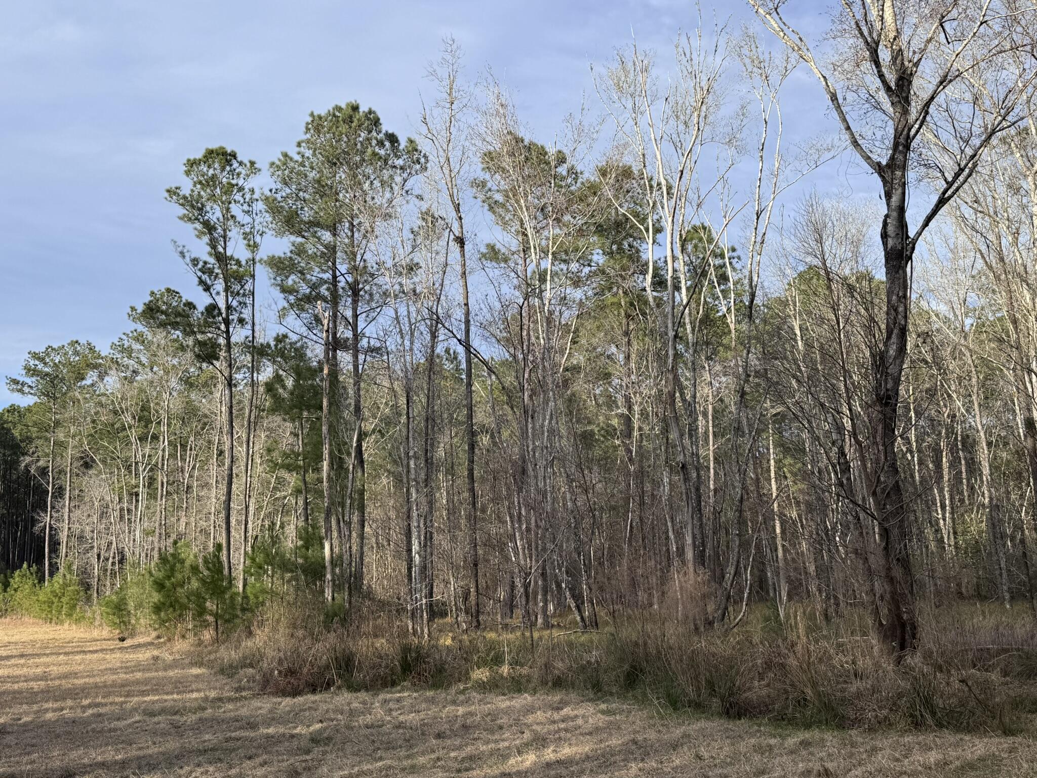 536 Bertha Lane Huger, SC 29450 - Photo 7 of 17 IMG_2417
