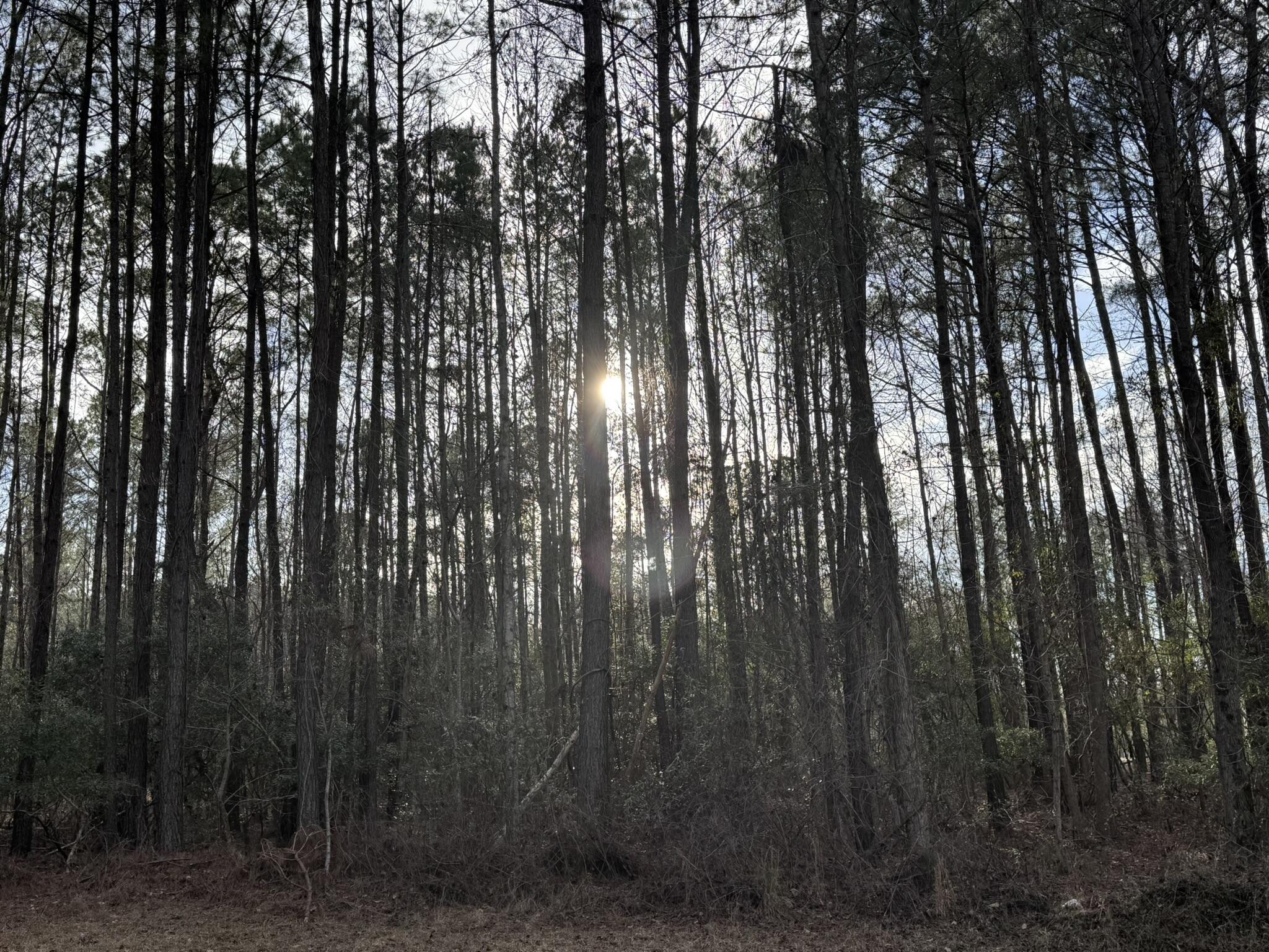 536 Bertha Lane Huger, SC 29450 - Photo 8 of 17 IMG_2418
