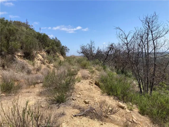 a view of a yard with a tree