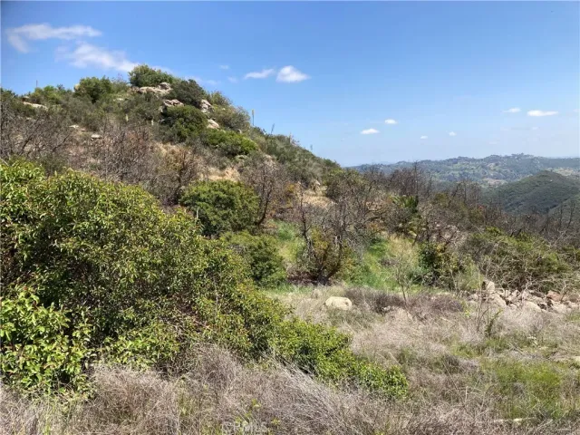 a view of a forest with a mountain in the background