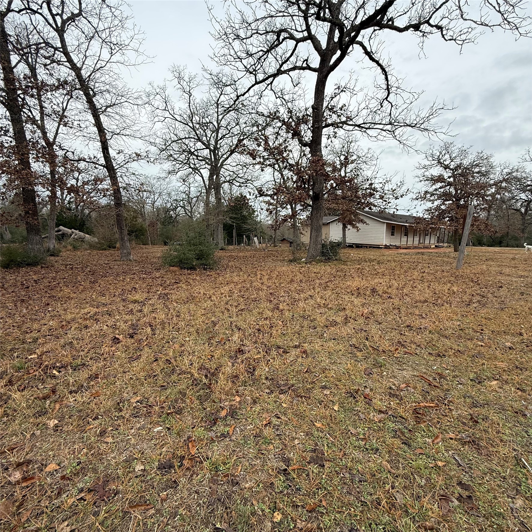 26113 Tyler Park Road Bedias, TX 77831 - Photo 14 of 24 a view of a yard with trees