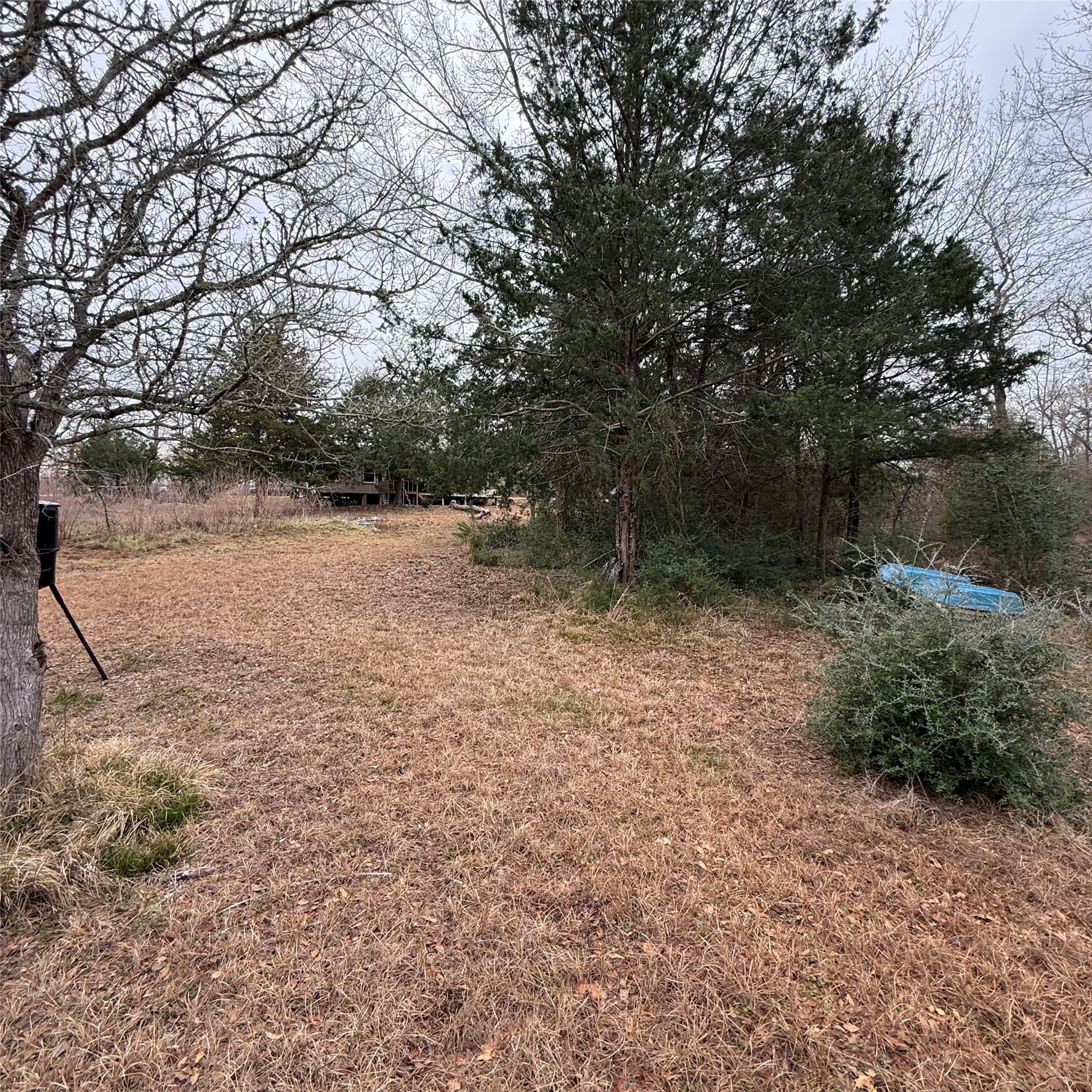 26113 Tyler Park Road Bedias, TX 77831 - Photo 15 of 24 a view of a yard with a tree