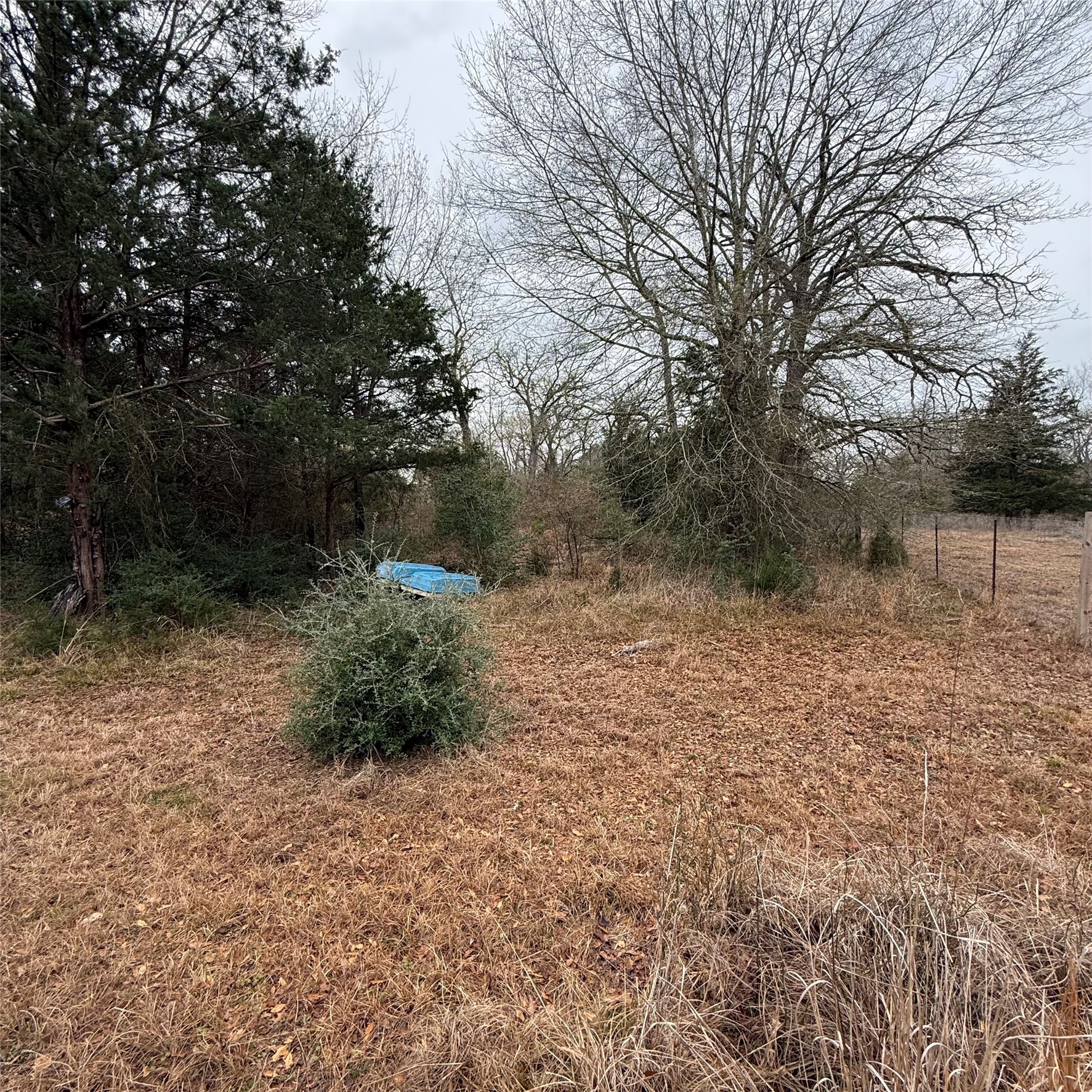 26113 Tyler Park Road Bedias, TX 77831 - Photo 16 of 24 a big yard with lots of green space and plants