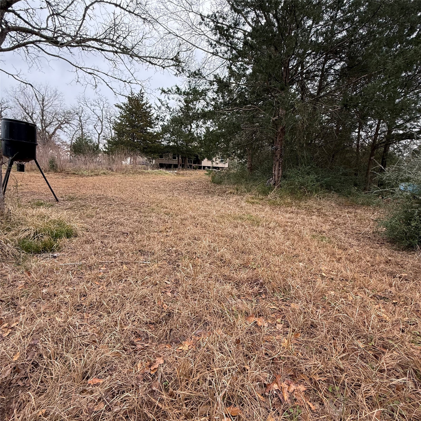 26113 Tyler Park Road Bedias, TX 77831 - Photo 17 of 24 a view of backyard with large trees