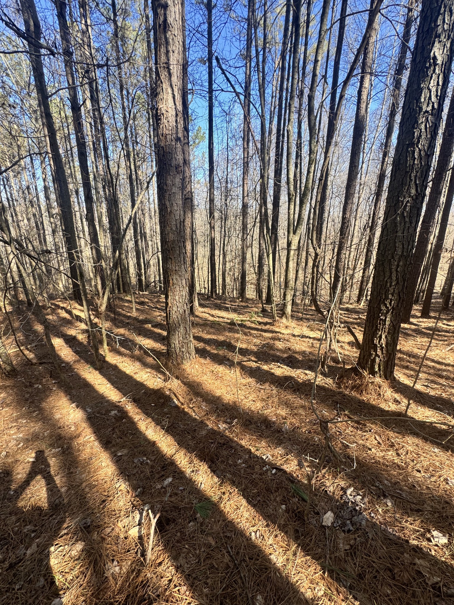 0 Allen Bend Road Smithville, TN 37166 - Photo 11 of 18 a view of outdoor space and yard